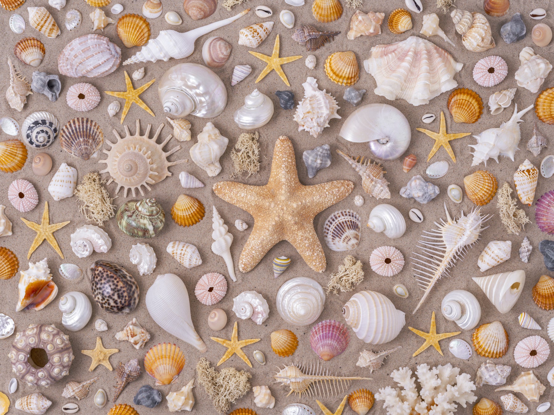 Seashell Collection Wall Mural