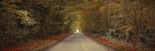 Breathtaking Drive in Fall Forest Wall Mural