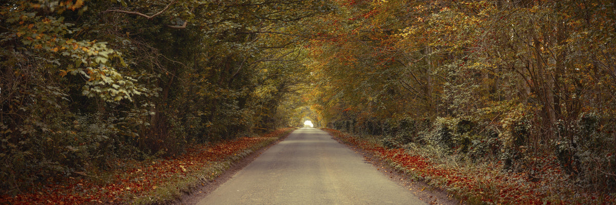 Breathtaking Drive in Fall Forest Wall Mural in your room — zoomed