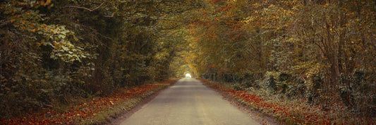 Breathtaking Drive in Fall Forest Wall Mural