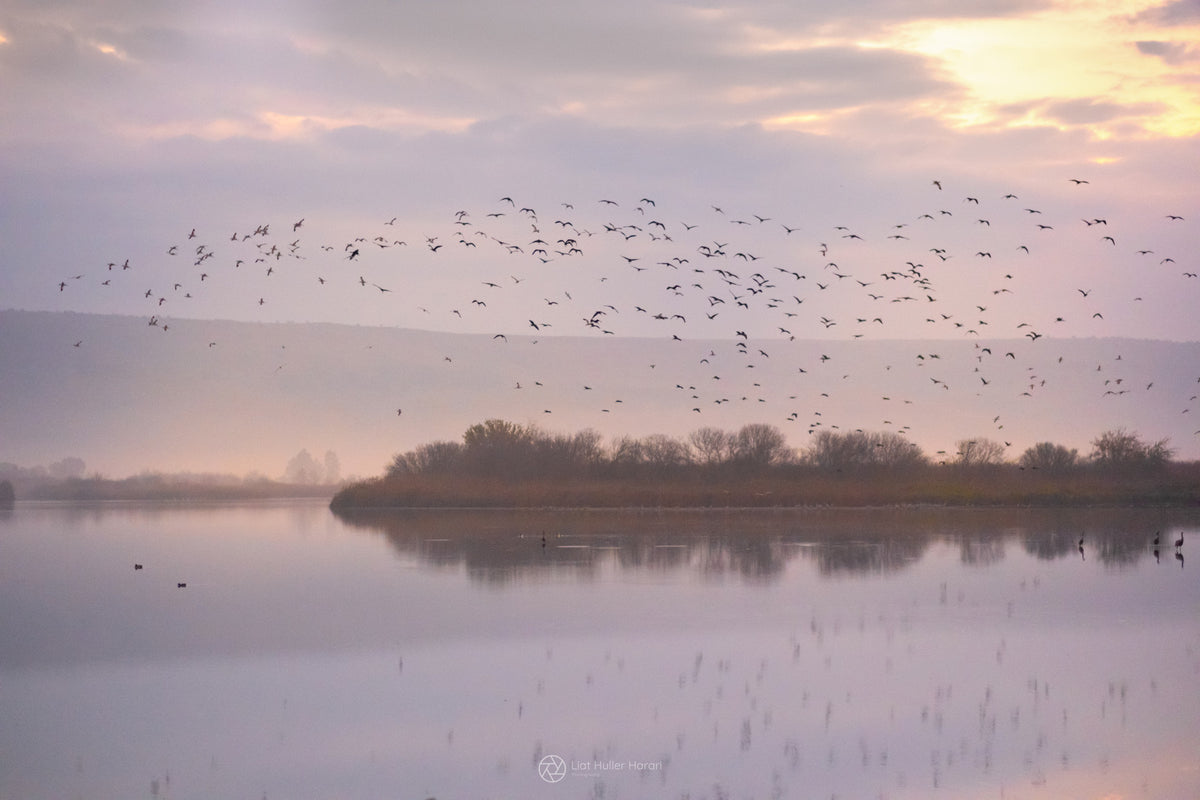 Flight at Dusk Wall Mural