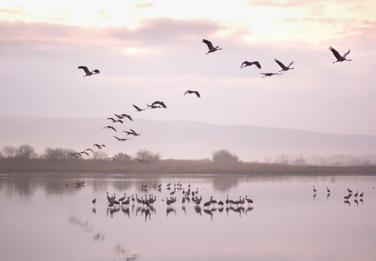 Still Waters, Flying Cranes Wall Mural in your room