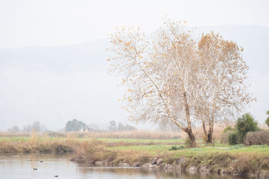 Tranquil Misty Lakeside Wall Mural