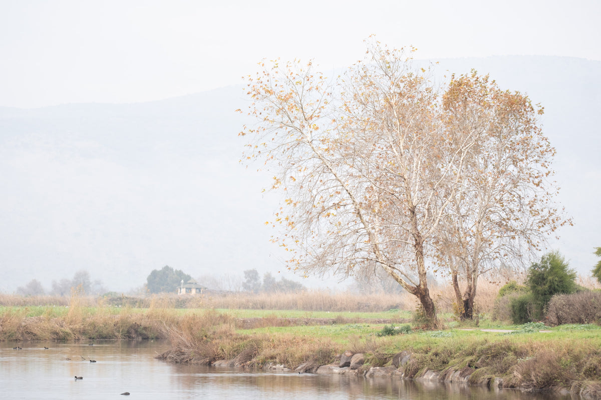 Tranquil Misty Lakeside Wall Mural