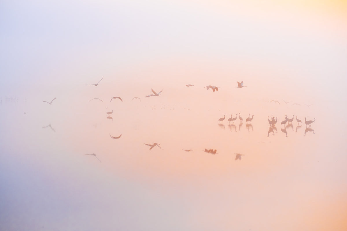 Dreamy misty sunrise with cranes Wall Mural in your room — zoomed