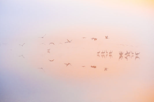 Dreamy misty sunrise with cranes Wall Mural