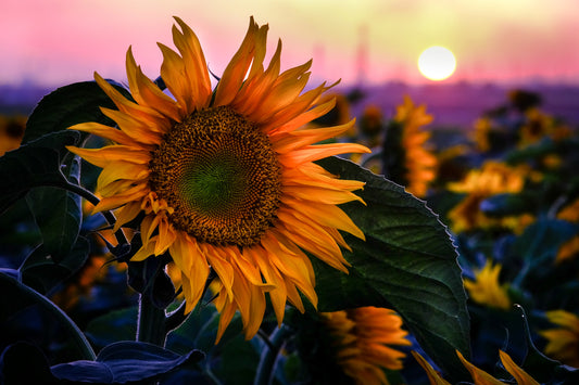 Sunflower Sunset Serenade Wall Mural