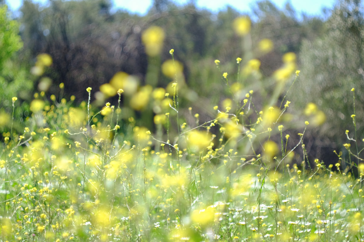 Wildflower Haze Wall Mural in your room — zoomed