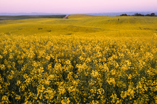 Radiant mustard bloom Fields Wall Mural