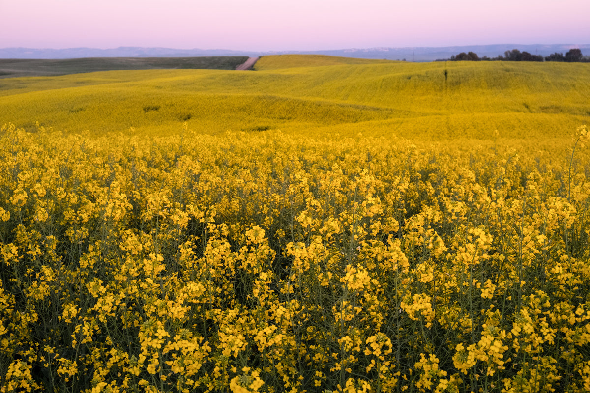 Radiant mustard bloom Fields Wall Mural in your room — zoomed