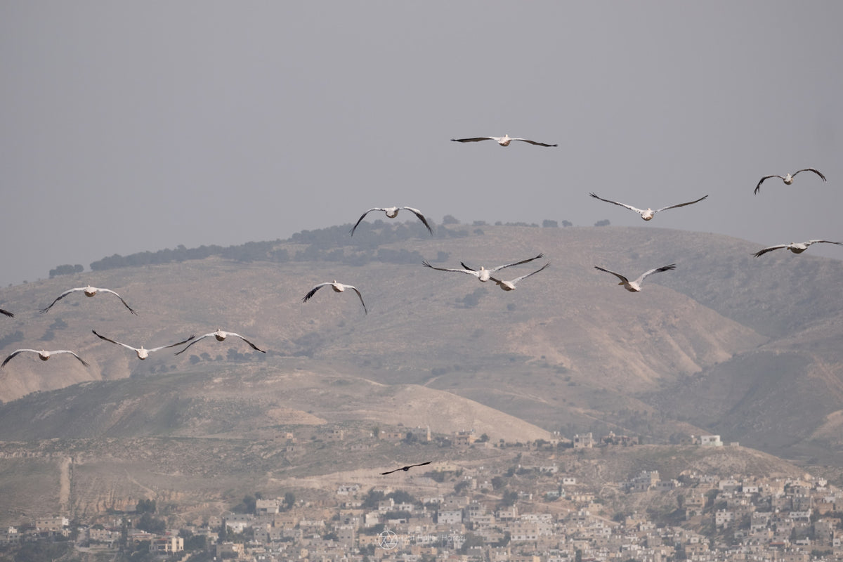 Birds Above biblical Hills Wall Mural in your room