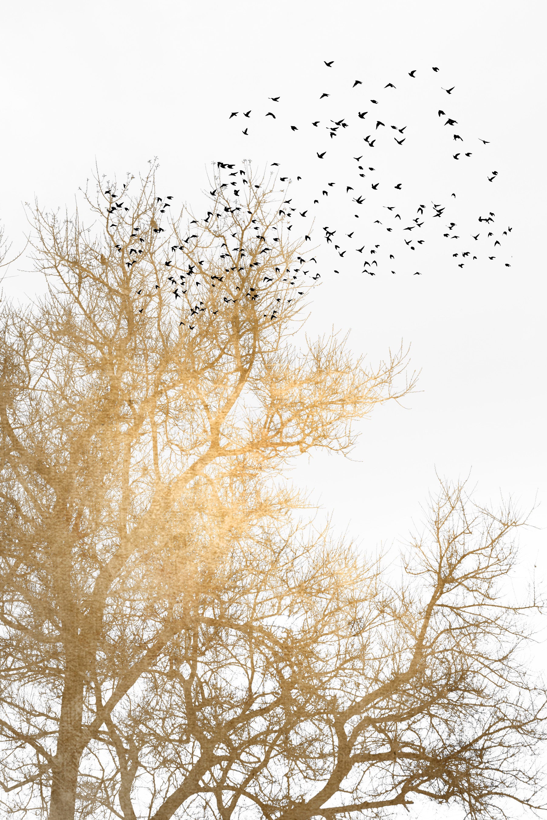 Golden Skies Wall Mural