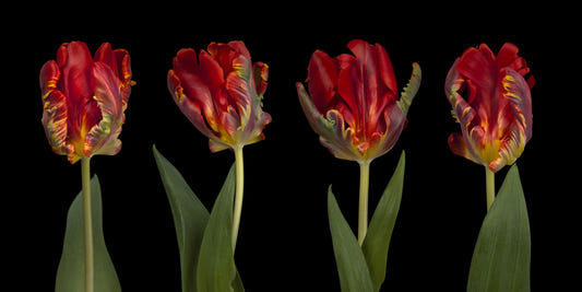 Rococo Tulips Wall Mural