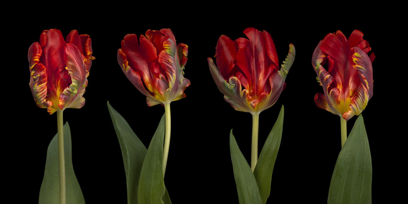 Rococo Tulips Wall Mural