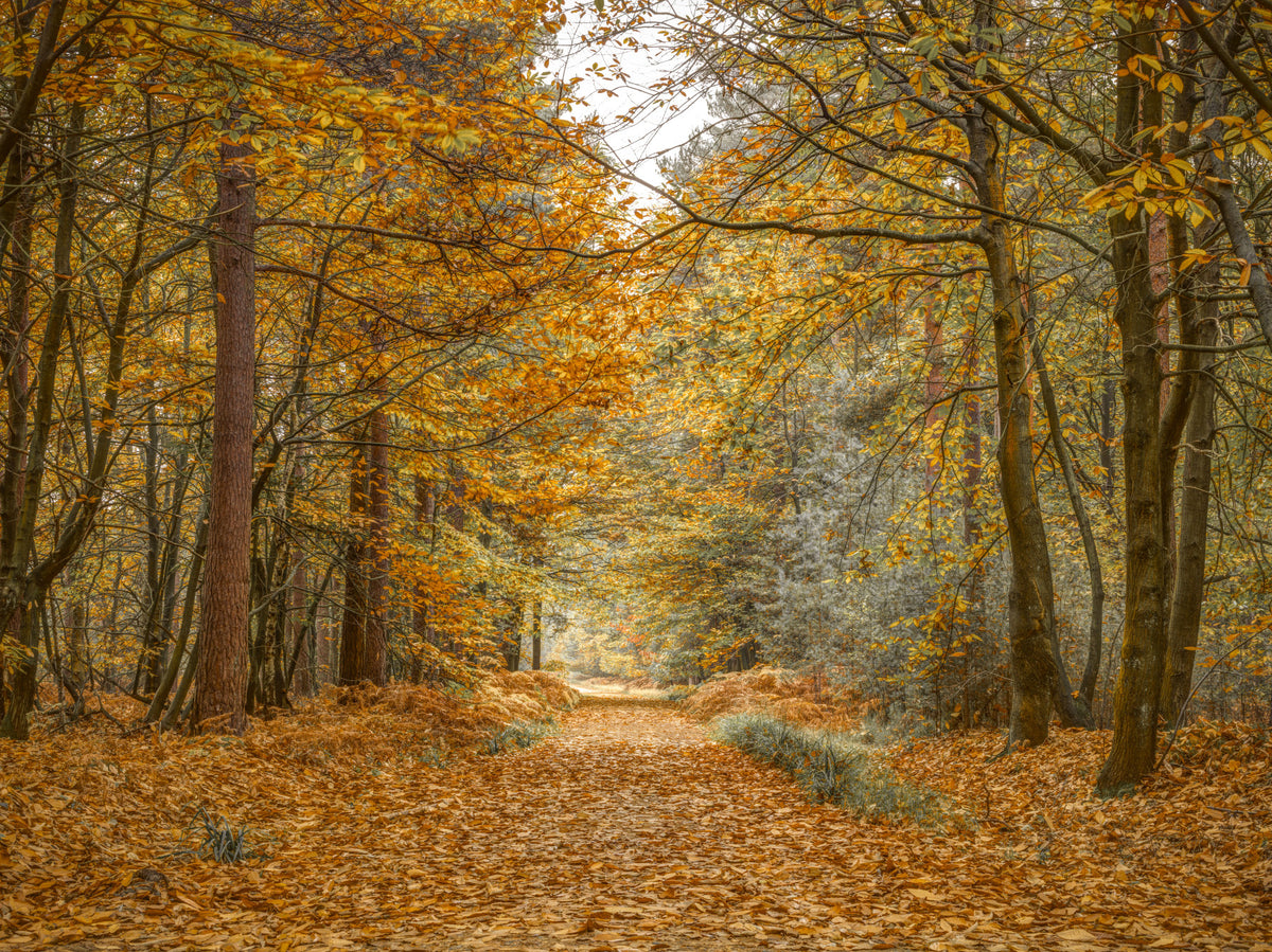 Golden Woodland Trail Wall Mural in your room — zoomed