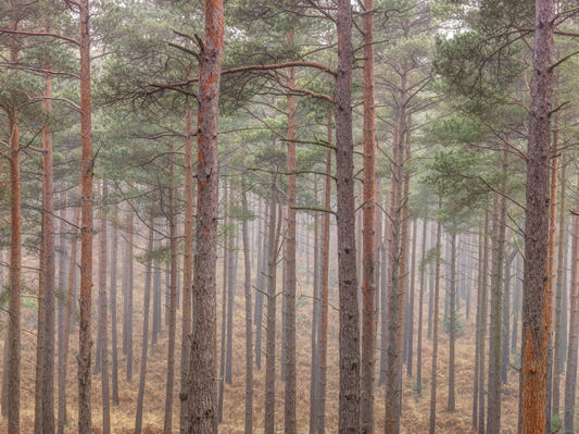 Whispers of Woods Wall Mural