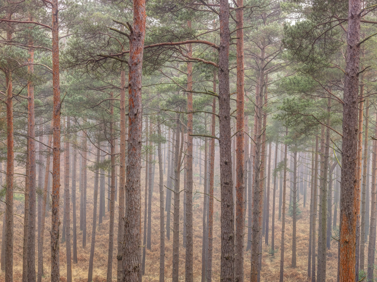 Whispers of Woods Wall Mural in your room — zoomed