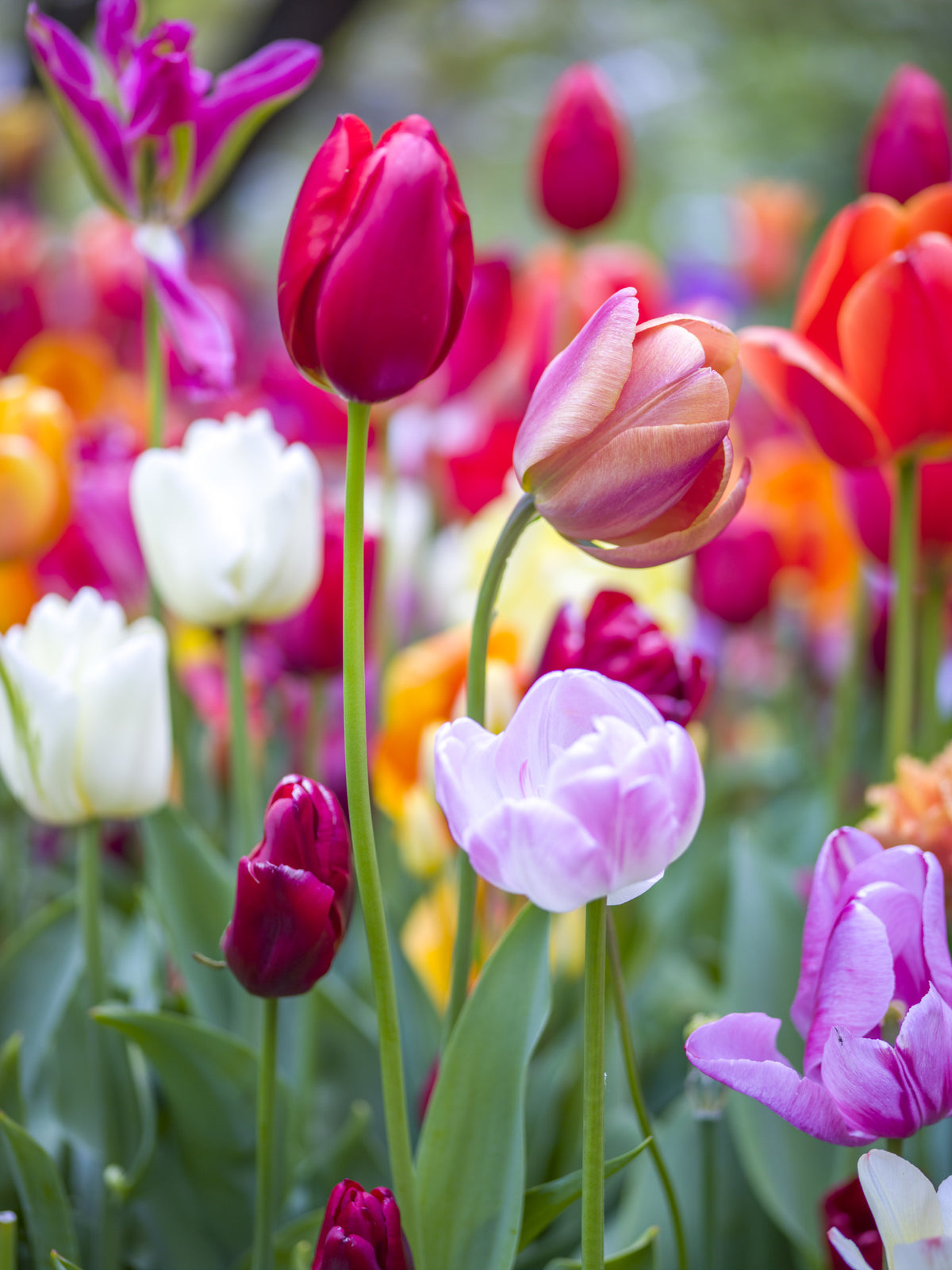 Vibrant Tulips of Keukenhof Wall Mural in your room — zoomed