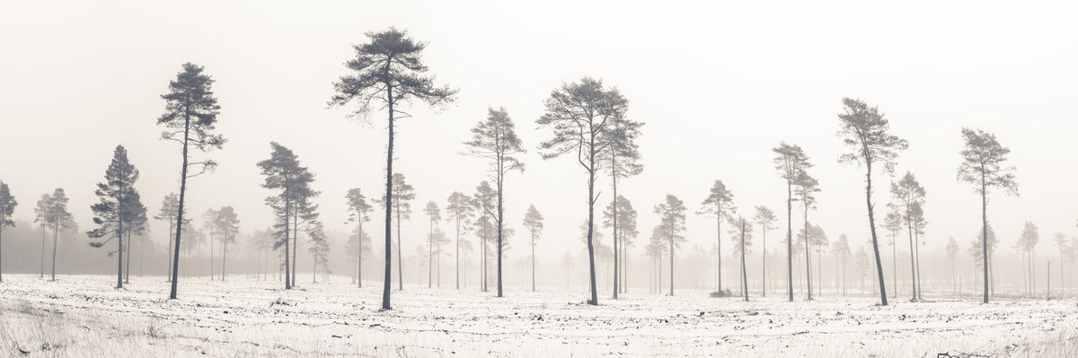 Snowy Forest Wall Mural in your room