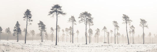 Snowy Forest Wall Mural