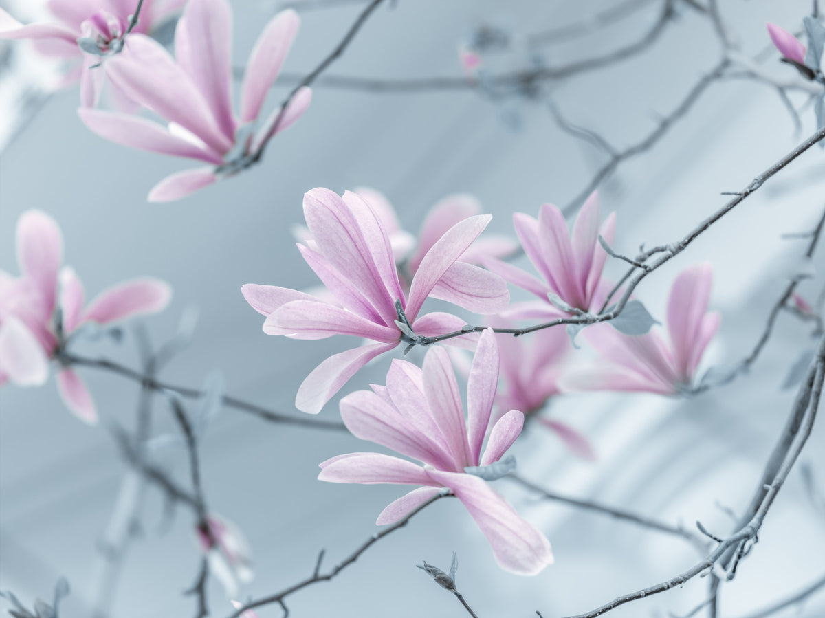 Magnolia Dreamscape Wall Mural in your room