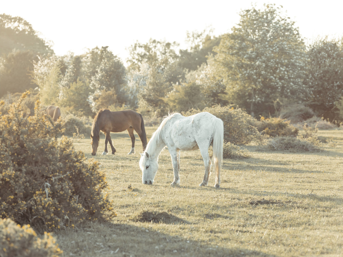 Grazing Horses Wall Mural in your room — zoomed