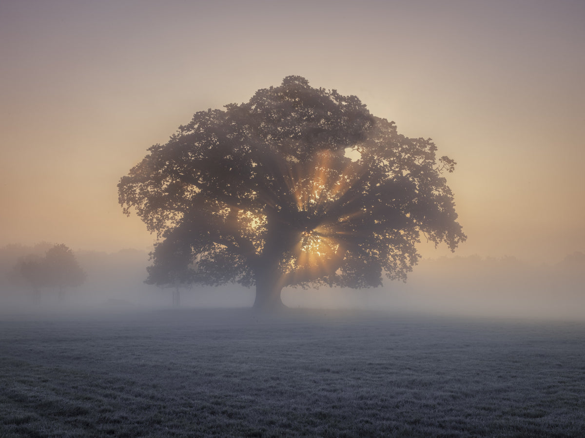 Misty Sunrise Wall Mural