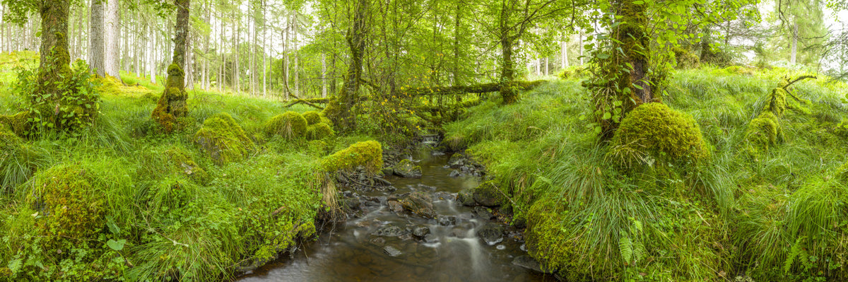 Emerald Forest Flow Wall Mural in your room