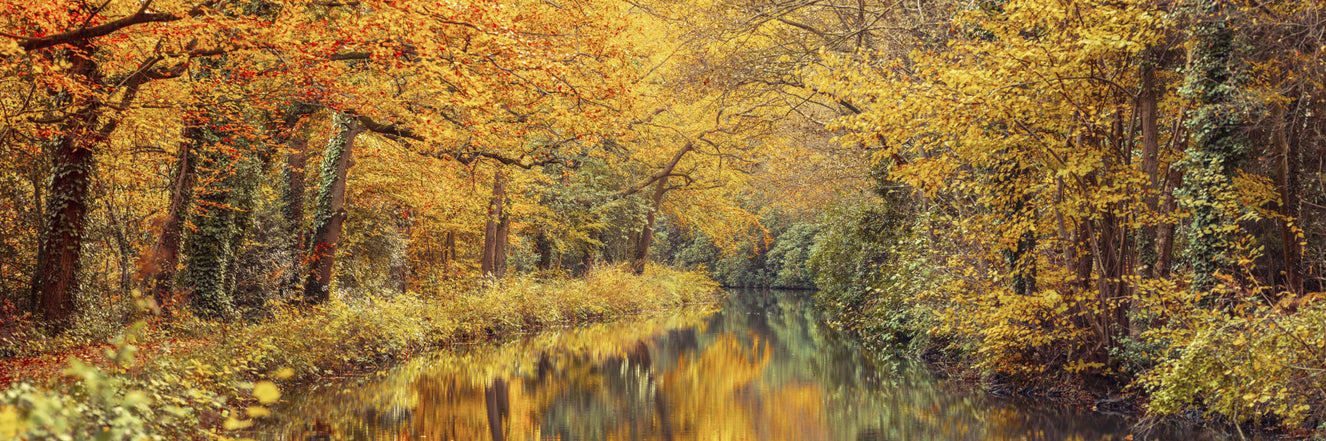 Golden Autumn Stream Wall Mural