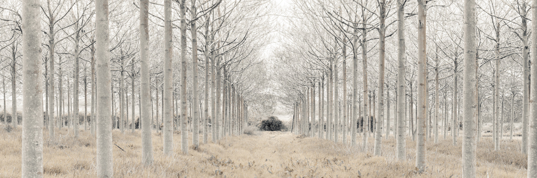 Winter Tree Alley Wall Mural