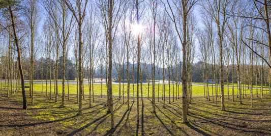 Sunlit Woodland Wall Mural