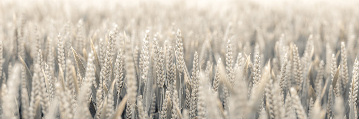Grain Whispers Wall Mural