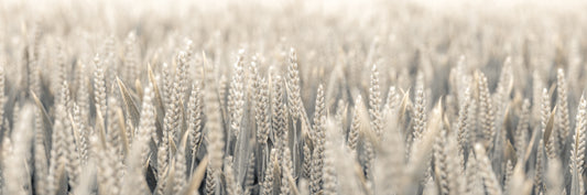 Grain Whispers Wall Mural