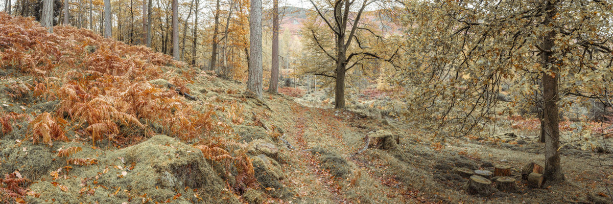 Amber Forest Path Wall Mural in your room — zoomed