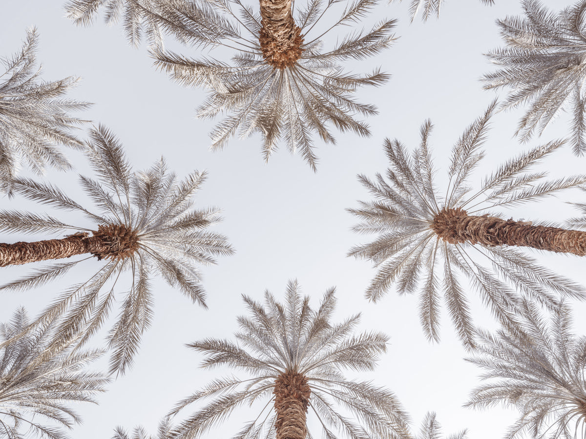Palm Tops Wall Mural in your room