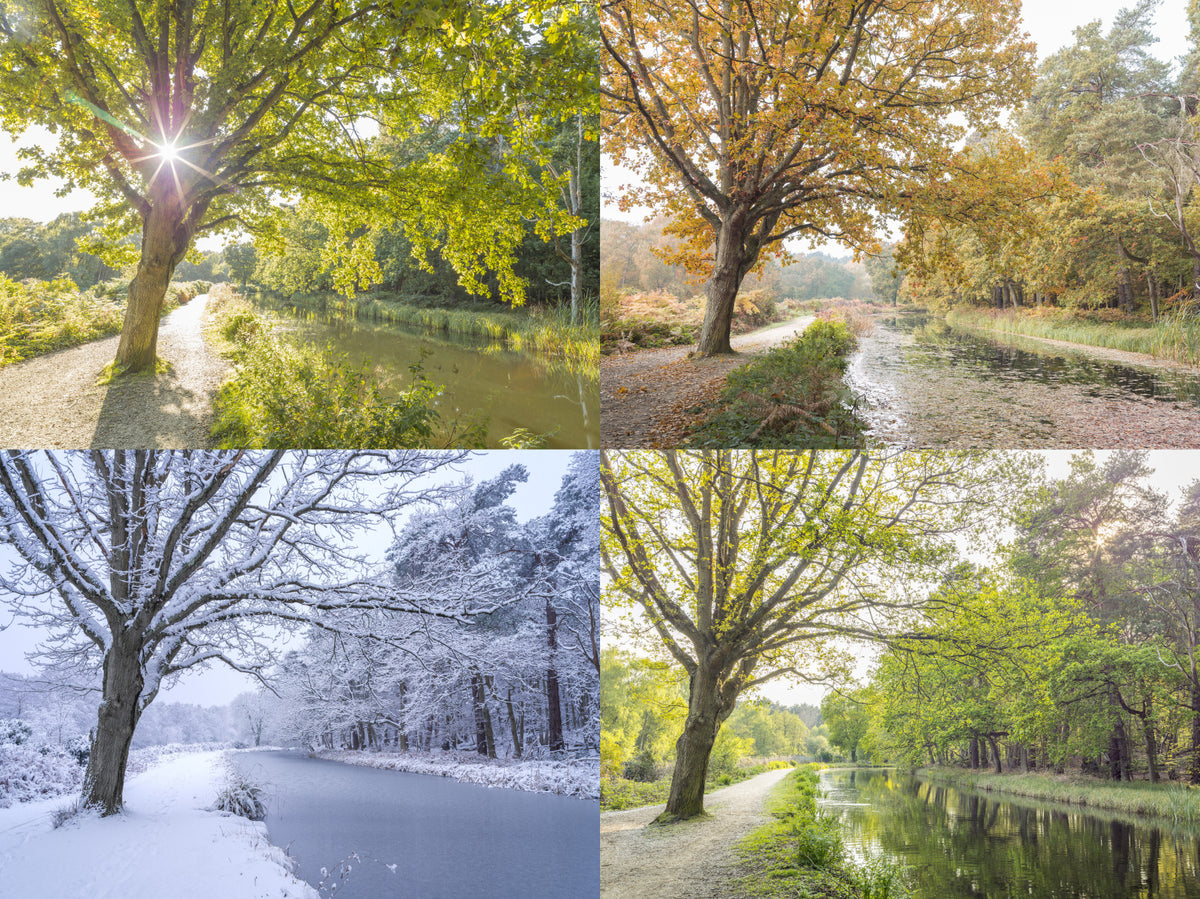 Four Seasons Wall Mural in your room