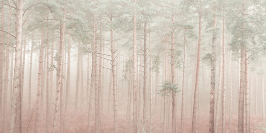 Misty Woodlands Wall Mural