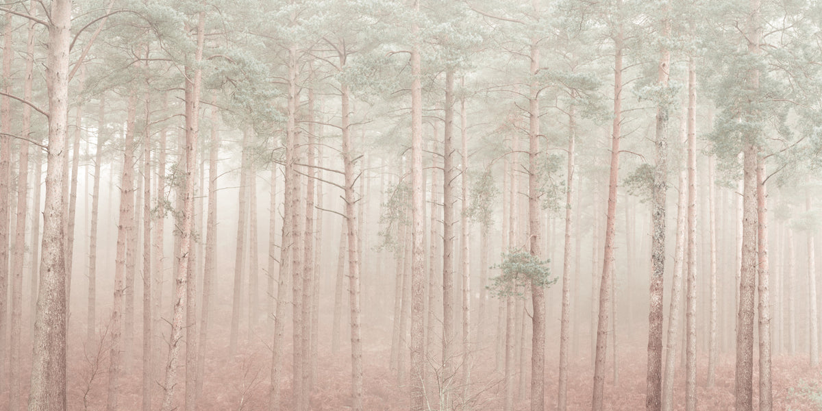 Misty Woodlands Wall Mural