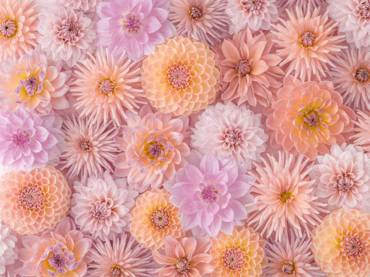 Floral Blush Wall Mural in your room