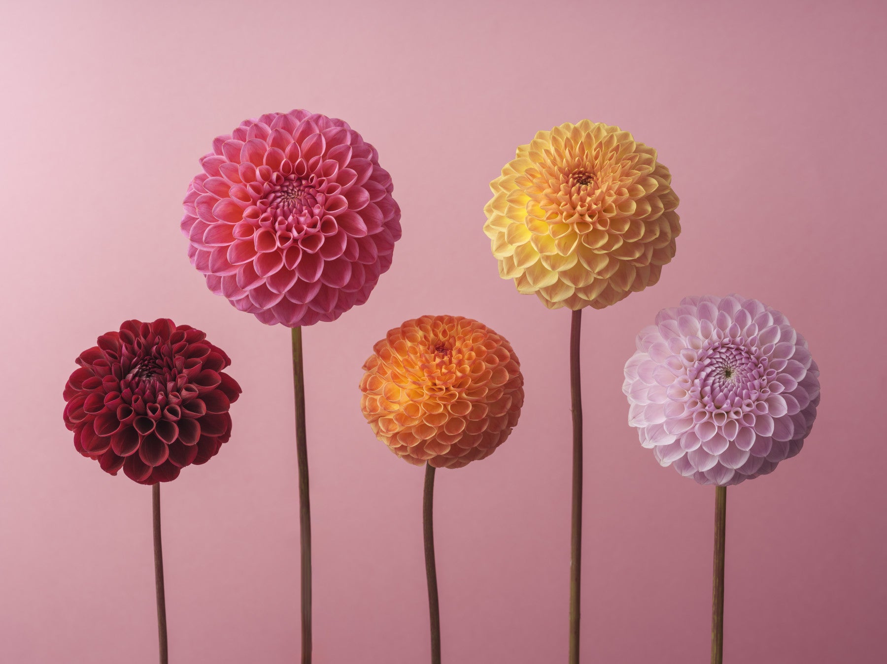 Vibrant Dahlia Array Wall Mural in your room — zoomed