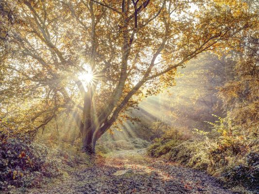 Golden Forest Radiance Wall Mural