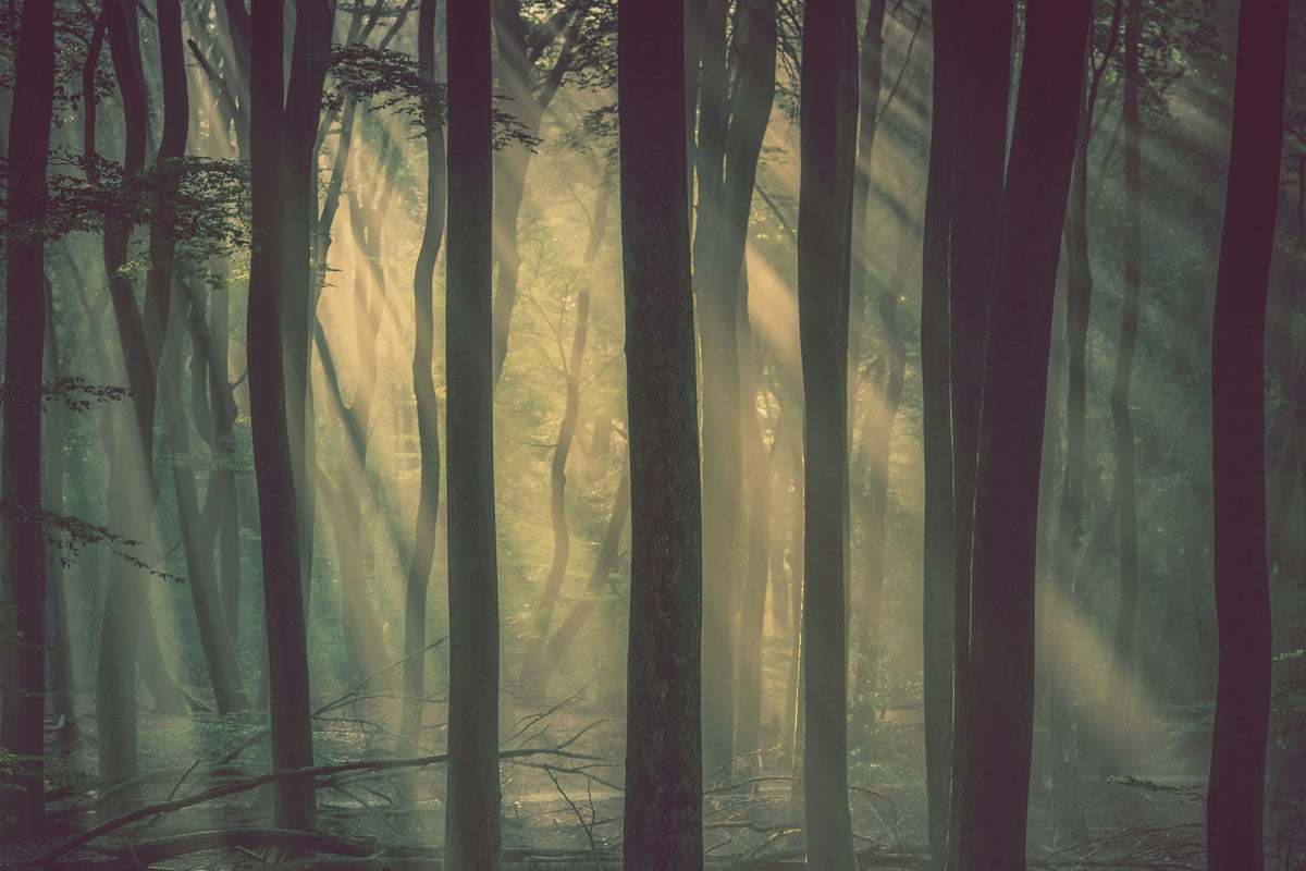 Mystic Woodland Glow Wall Mural in your room — zoomed