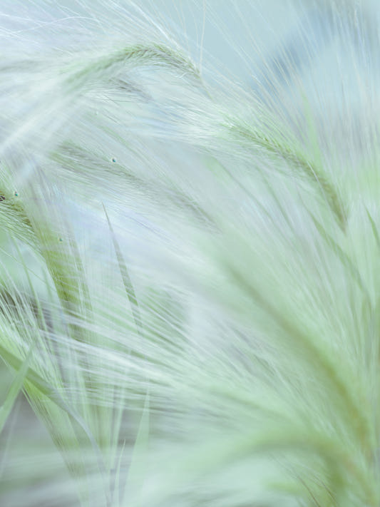 Whispering Grasses Wall Mural
