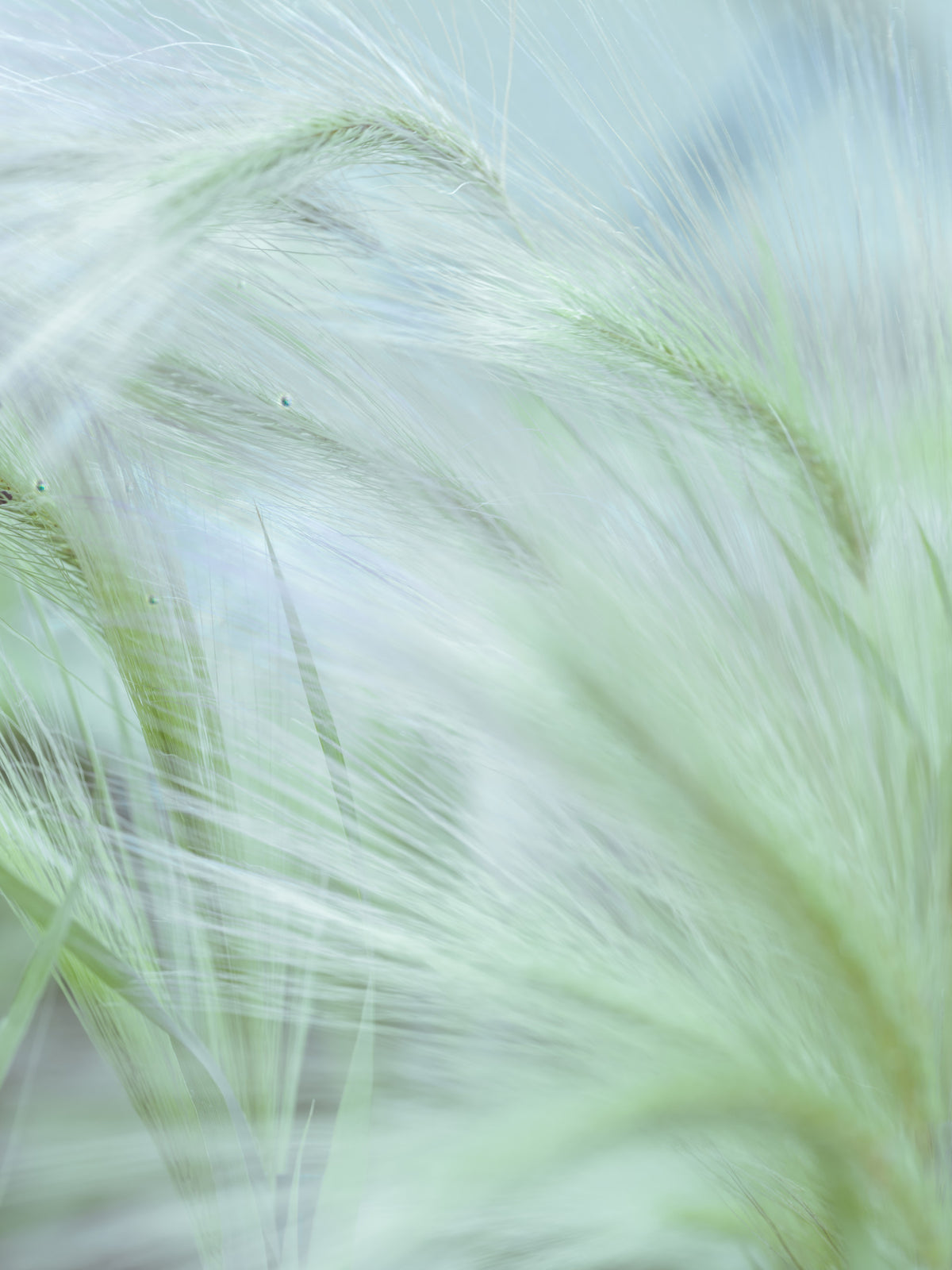 Whispering Grasses Wall Mural in your room