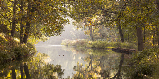 Autumnal Waters Wall Mural