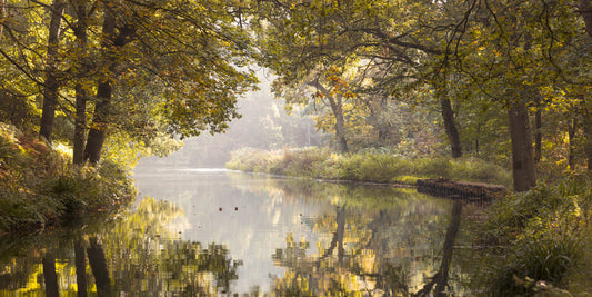 Autumnal Waters Wall Mural