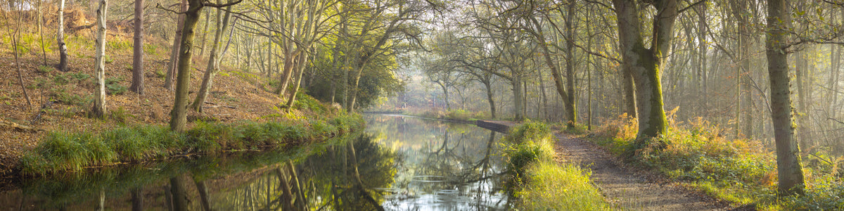 Forest Waterway Wall Mural in your room