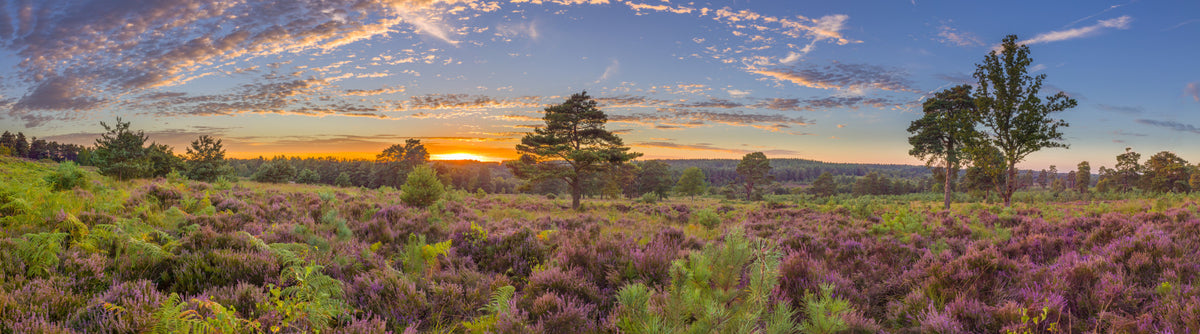 Sunrise Heather Bloom Wall Mural in your room — zoomed