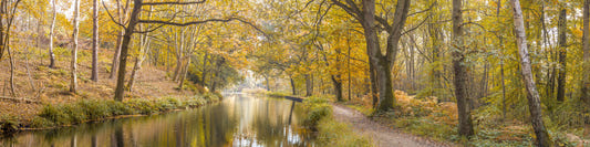 Peaceful Forest Canal Wall Mural