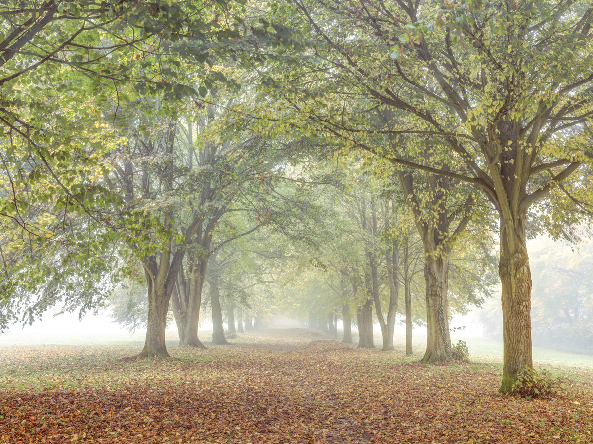Misty Grove Retreat Wall Mural in your room